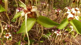 Image de Strophanthus sarmentosus DC.