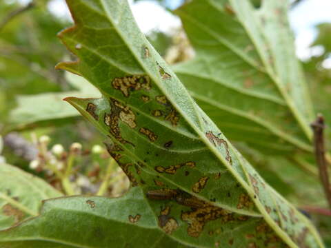 Image of Viburnum leaf beetle