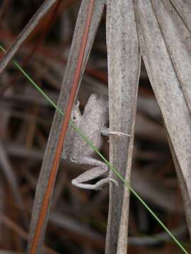 Image of Pine Woods Treefrog