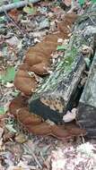 Image of Late fall polypore