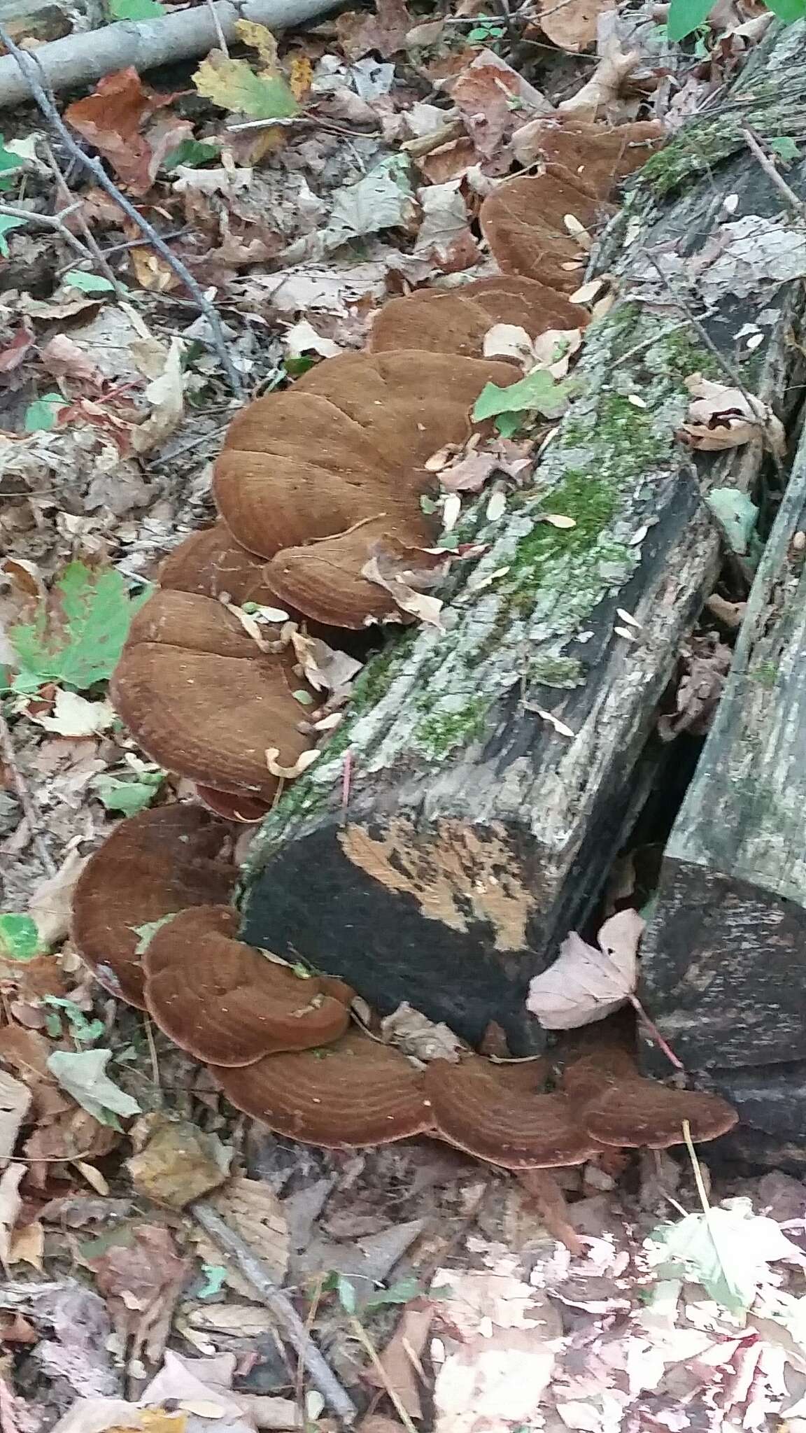 Image of Late fall polypore