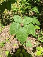 Image of rose blackberry