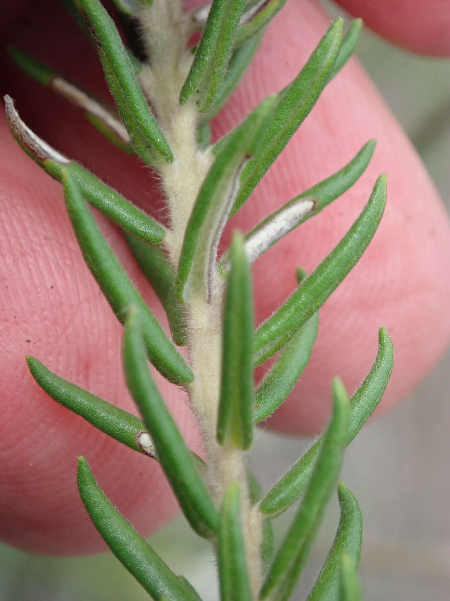 Image of Phylica pinea Thunb.