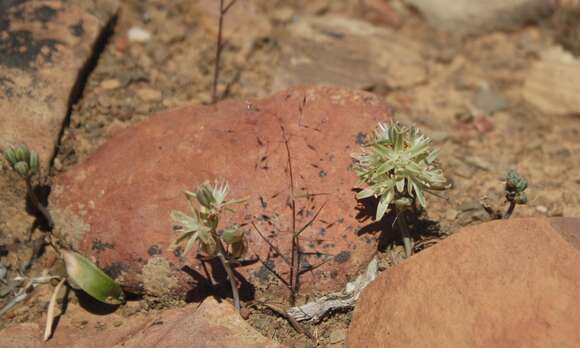 Image of Albuca unifolia (Retz.) J. C. Manning & Goldblatt