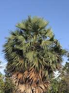 Image of toddy palm