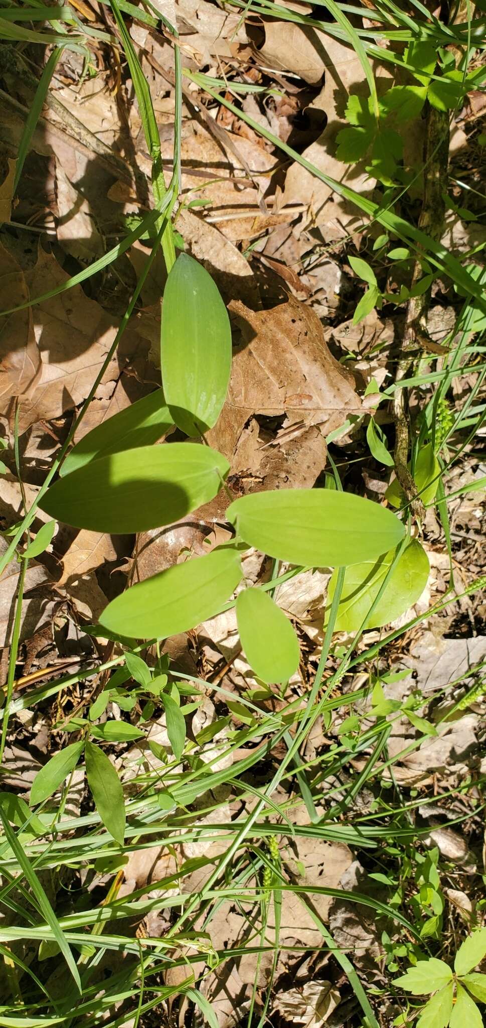 Image of Uvularia L.