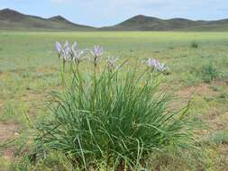 Image of Iris songarica Schrenk