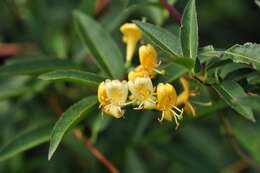 Image of Fragrant Grove Honeysuckle