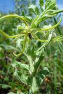 Image of Ceropegia macropetala (Schltr.) Bruyns