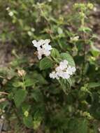 Image of velvet shrubverbena