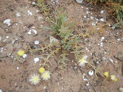 Mesembryanthemum pallens subsp. luteum (L. Bol.) Klak的圖片