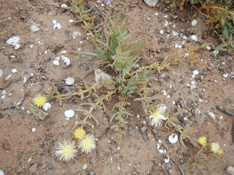 Слика од Mesembryanthemum pallens subsp. luteum (L. Bol.) Klak