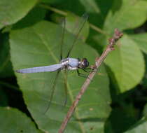 Image de Libellula flavida Rambur 1842