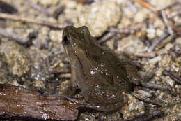 Image of Sign-bearing Froglet