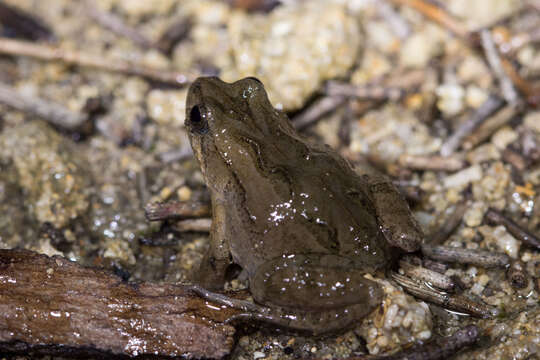 Image of Sign-bearing Froglet