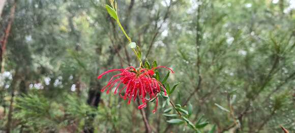 Image of Grevillea speciosa (Knight) Mc Gill.