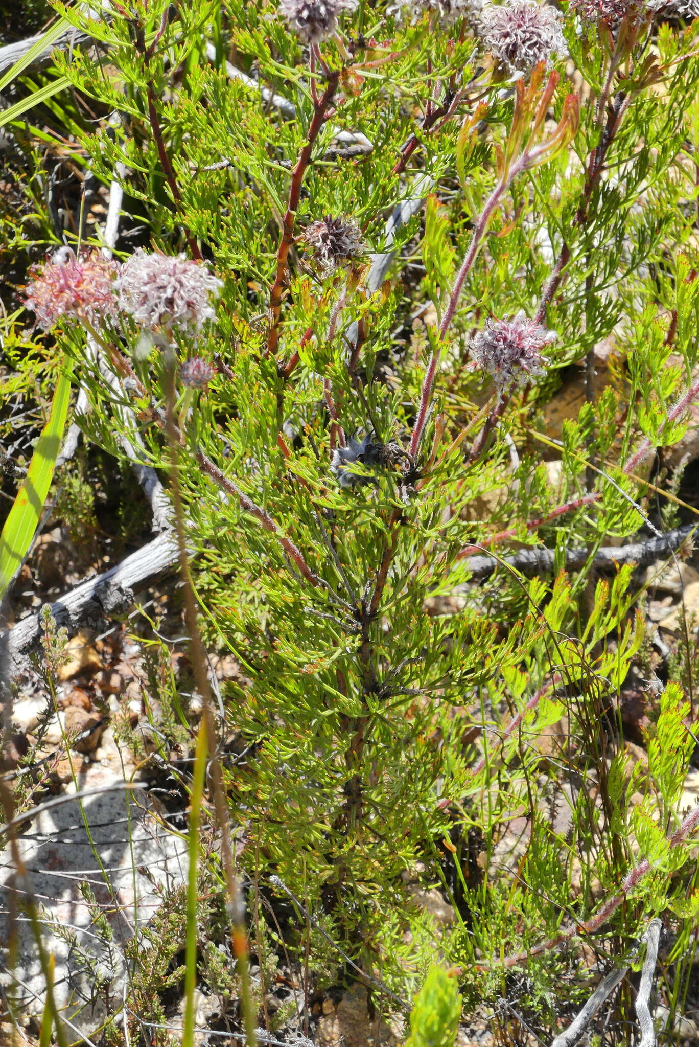 Image of Serruria balanocephala J. P. Rourke