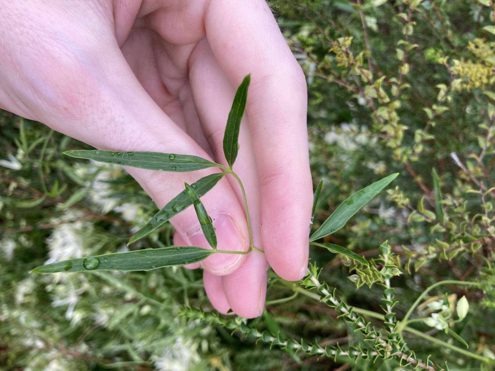 Image of Clematis linearifolia Steud.