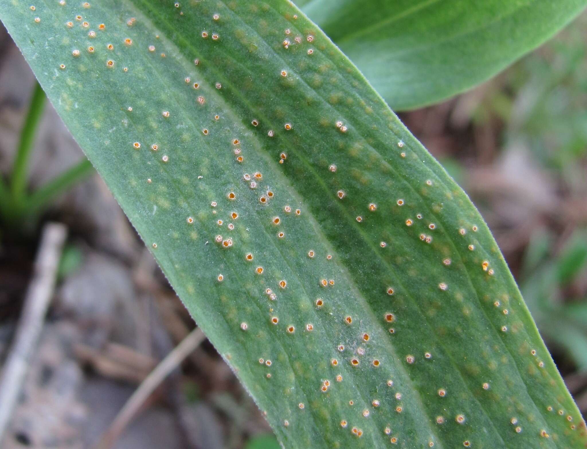 Слика од Scorzonera glabra Rupr.