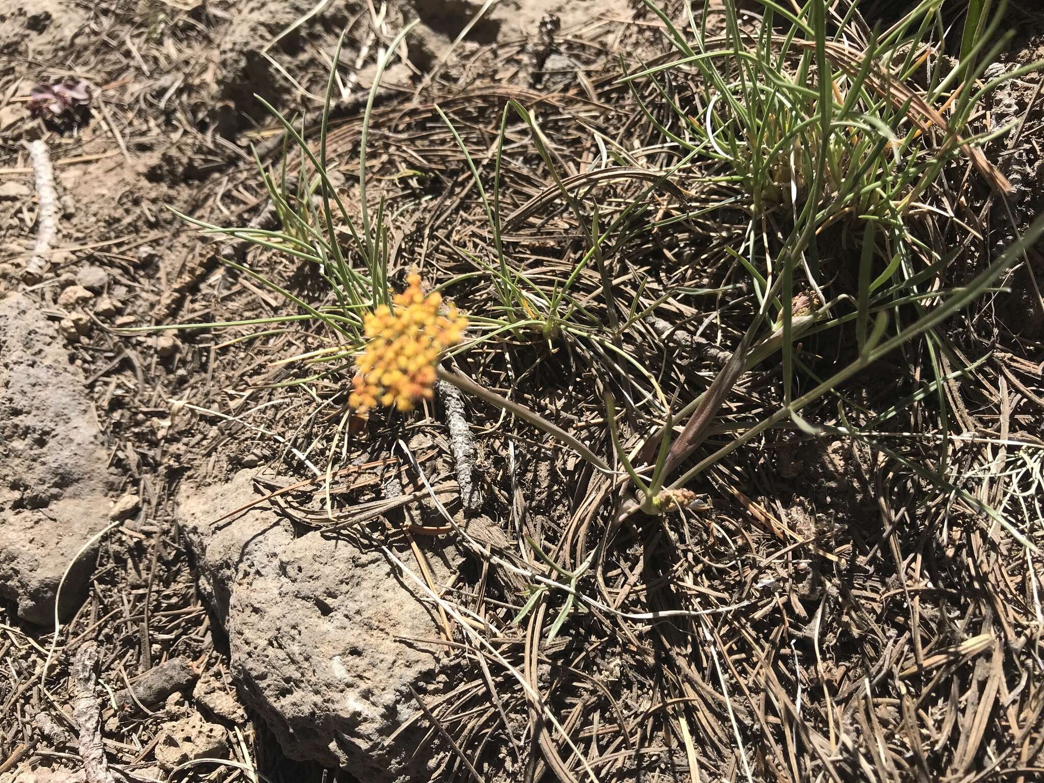 Imagem de Cymopterus lemmonii (J. M. Coult. & Rose) Dorn