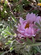 Image of cushion Townsend daisy