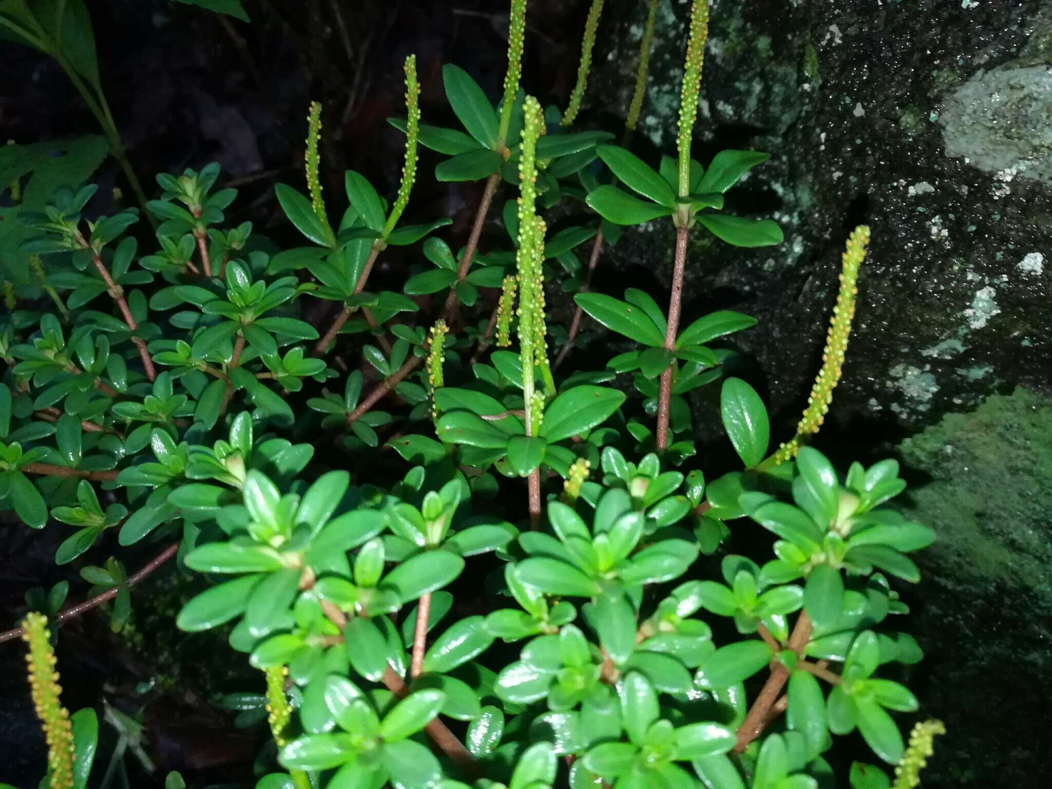 Image of Peperomia leptophylla Miq.