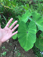 Image of Wild Taro