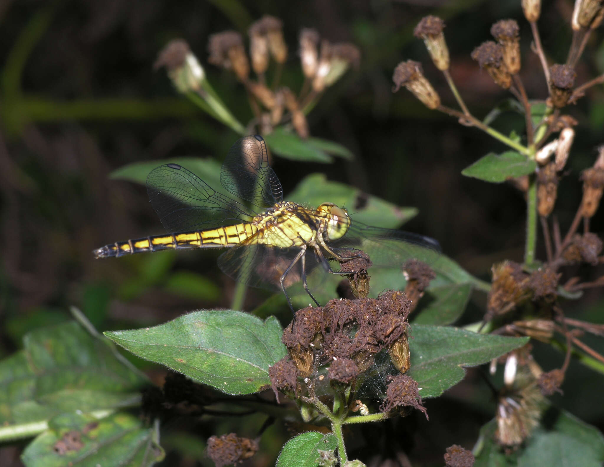 Image de Indothemis Ris 1909