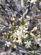 Imagem de Eriogonum leptophyllum (Torr. & Gray) Woot. & Standl.