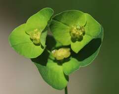 Image of Euphorbia angulata Jacq.