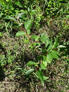 Image de Salix pyrifolia Anderss.