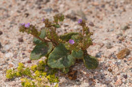 Image of blacktack phacelia