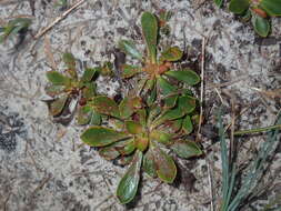 Image de Stylidium ornatum S. T. Blake