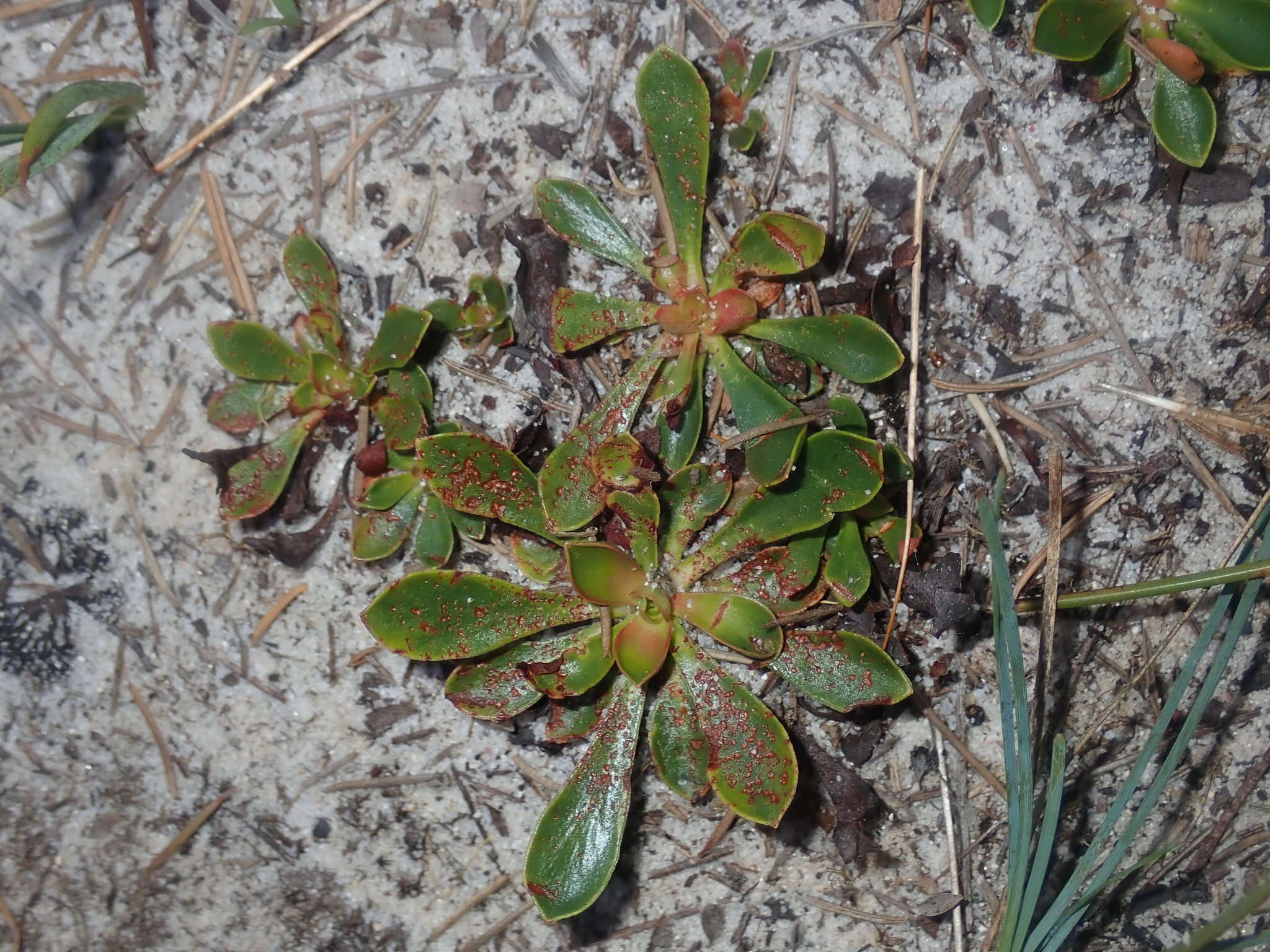 Image de Stylidium ornatum S. T. Blake