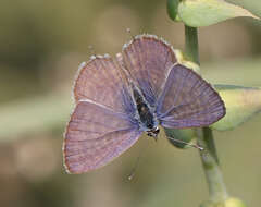 Image of Leptotes plinius