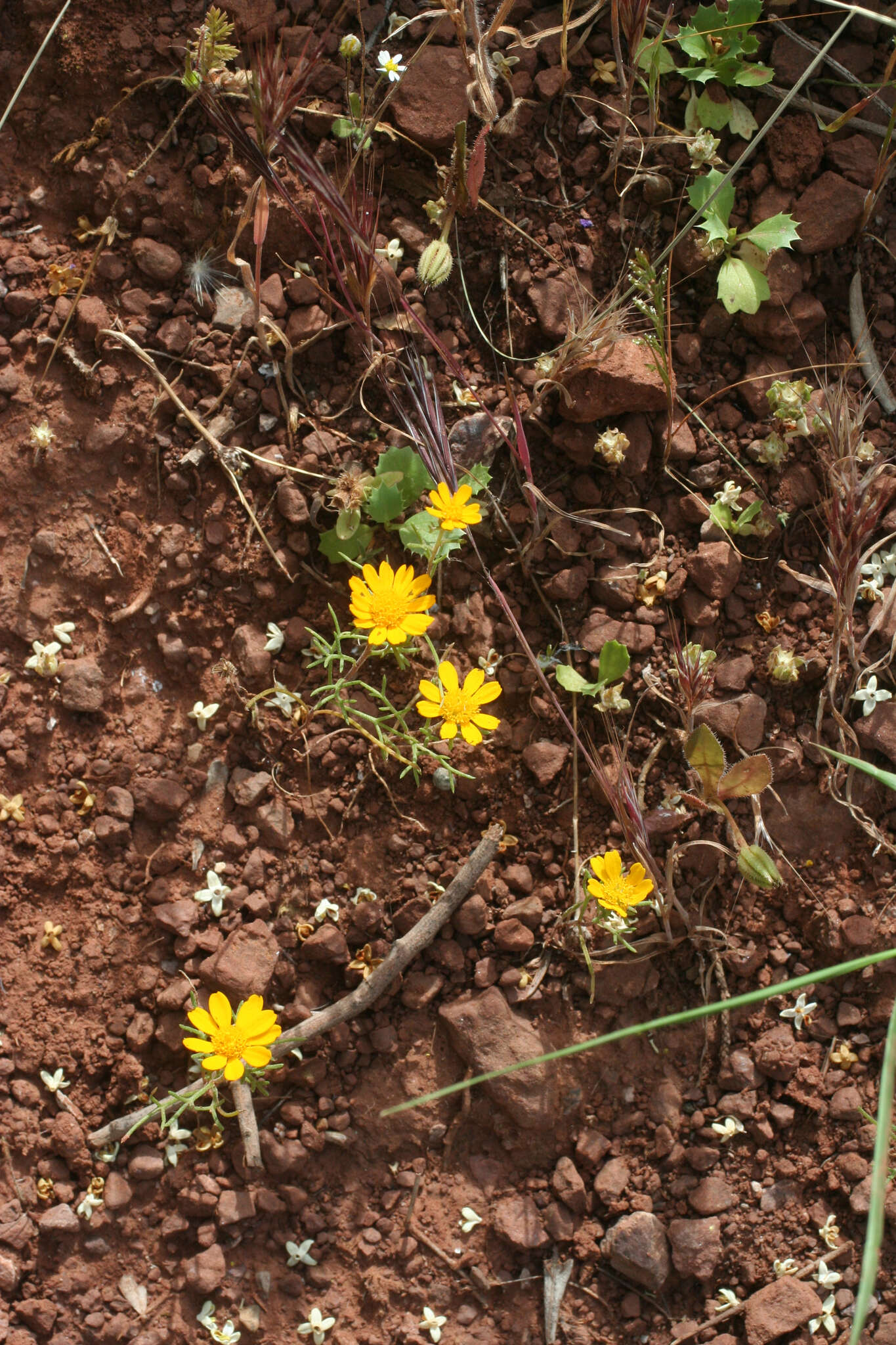 Image de Cladanthus arabicus (L.) Cass.