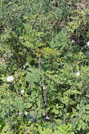 Image of Daucus carota subsp. maximus (Desf.) Ball