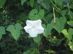 Image of Moonflower or moon vine