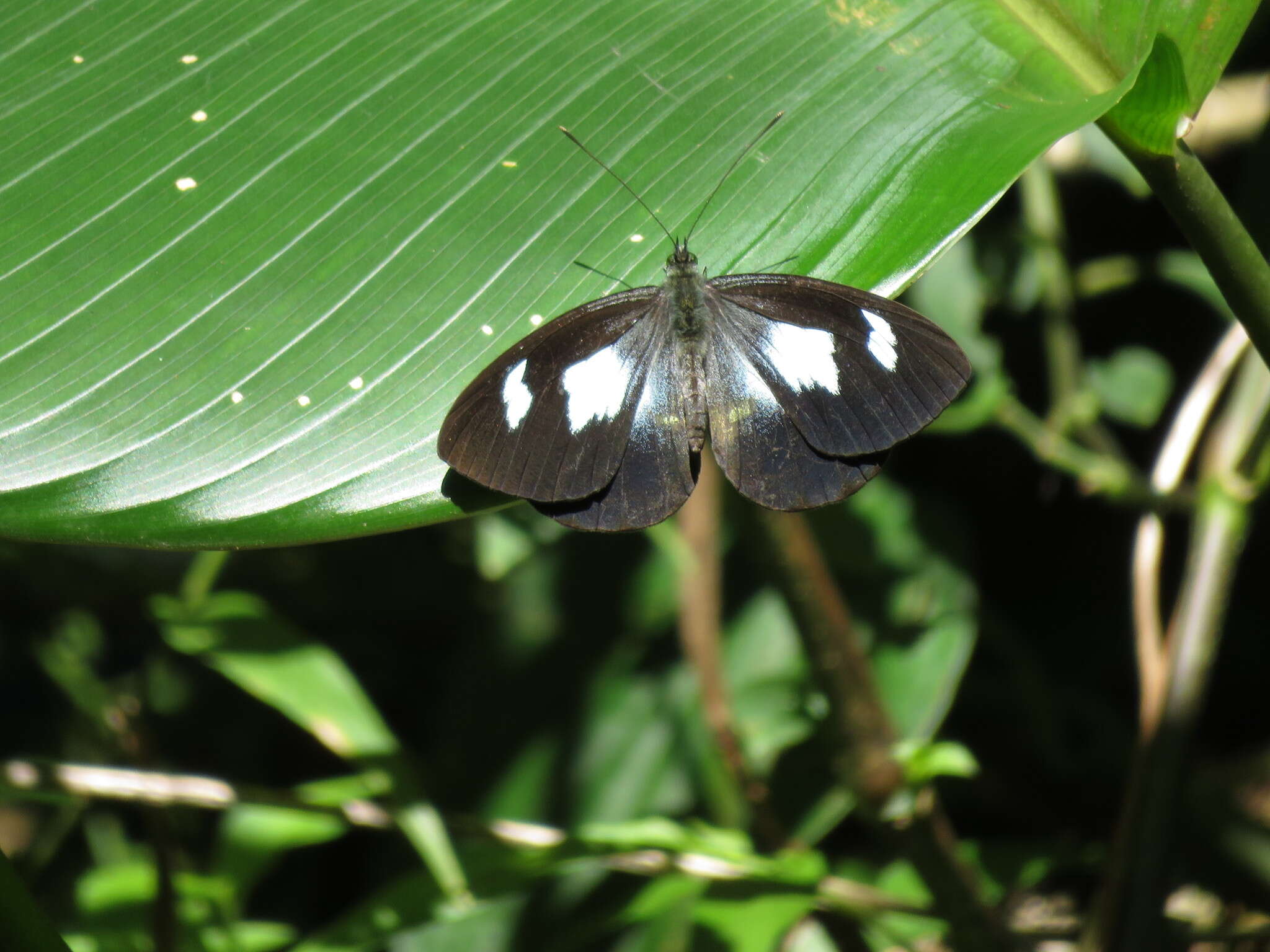 Image of Leptophobia caesia (Lucas 1852)