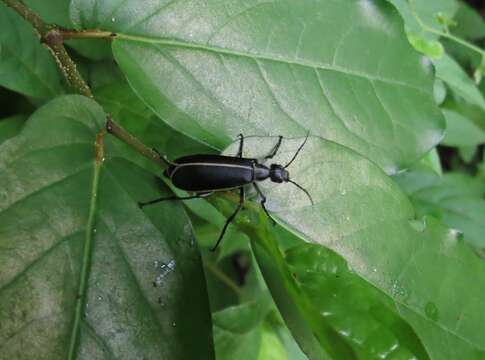 Image of Epicauta (Epicauta) major Pic 1924