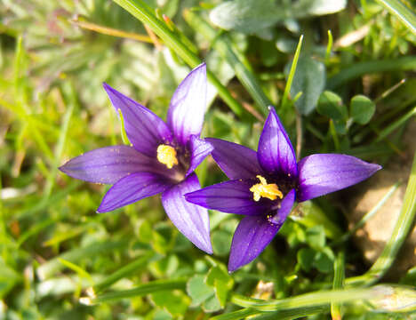 Image of Romulea linaresii Parl.