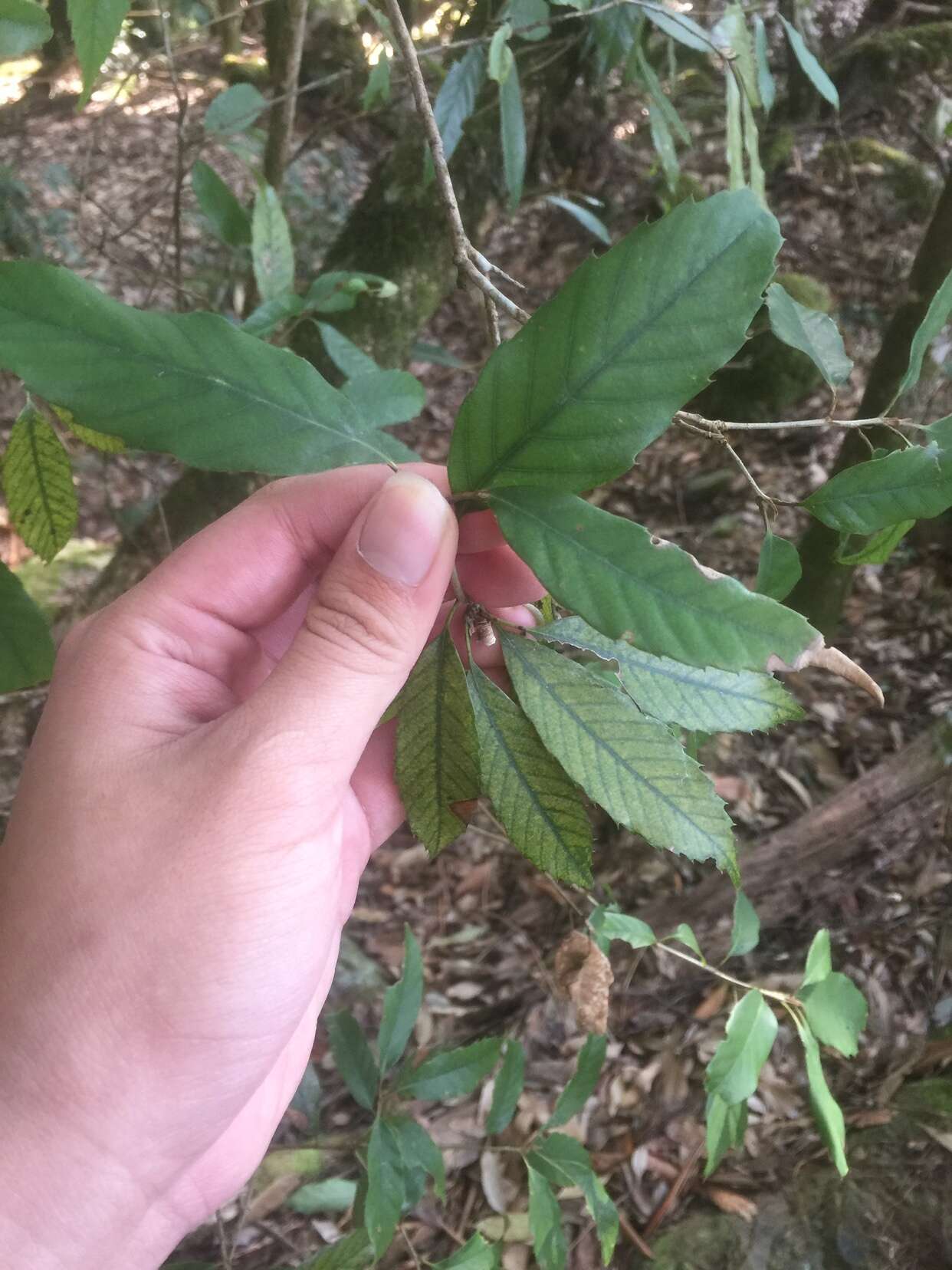 Imagem de Quercus stenophylloides Hayata