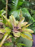 Image of Neoregelia pauciflora L. B. Sm.