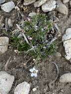 Image of King's compact sandwort