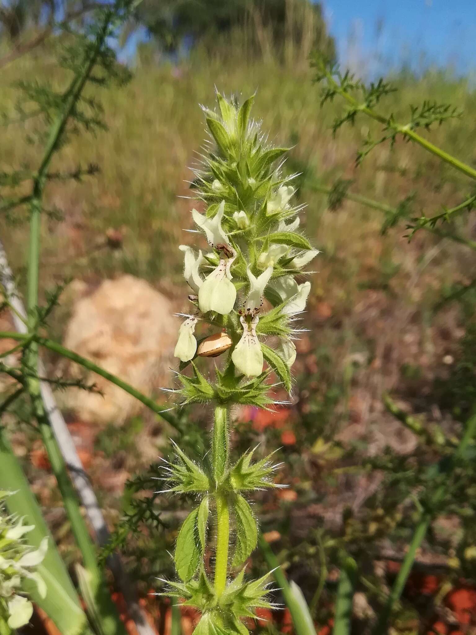 Слика од Stachys ocymastrum (L.) Briq.