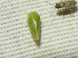 Image of Leafhopper