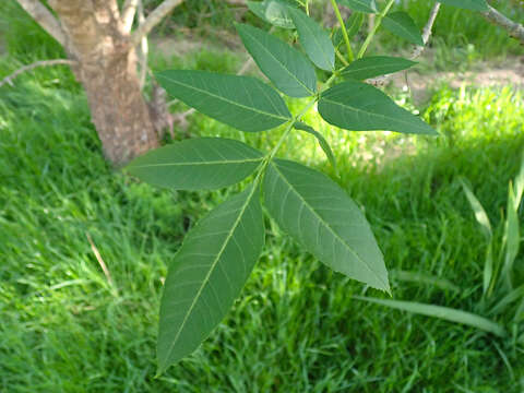 Image of Fraxinus angustifolia subsp. angustifolia