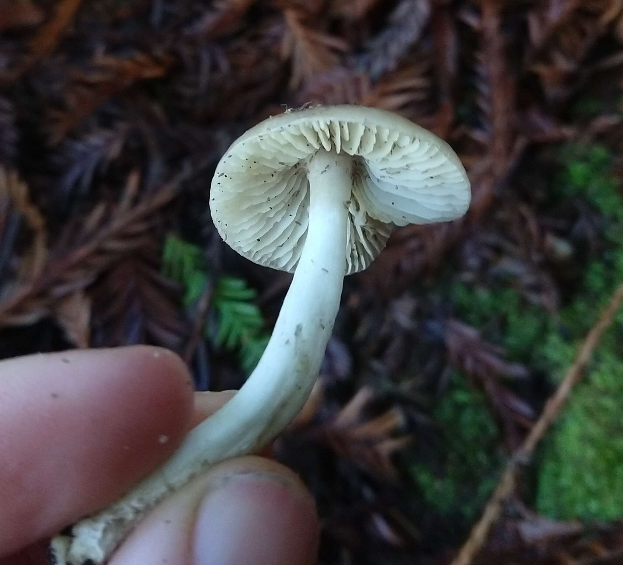 Image de Cuphophyllus fornicatus (Fr.) Lodge, Padamsee & Vizzini 2013