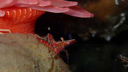Image of Kincaid coastal shrimp