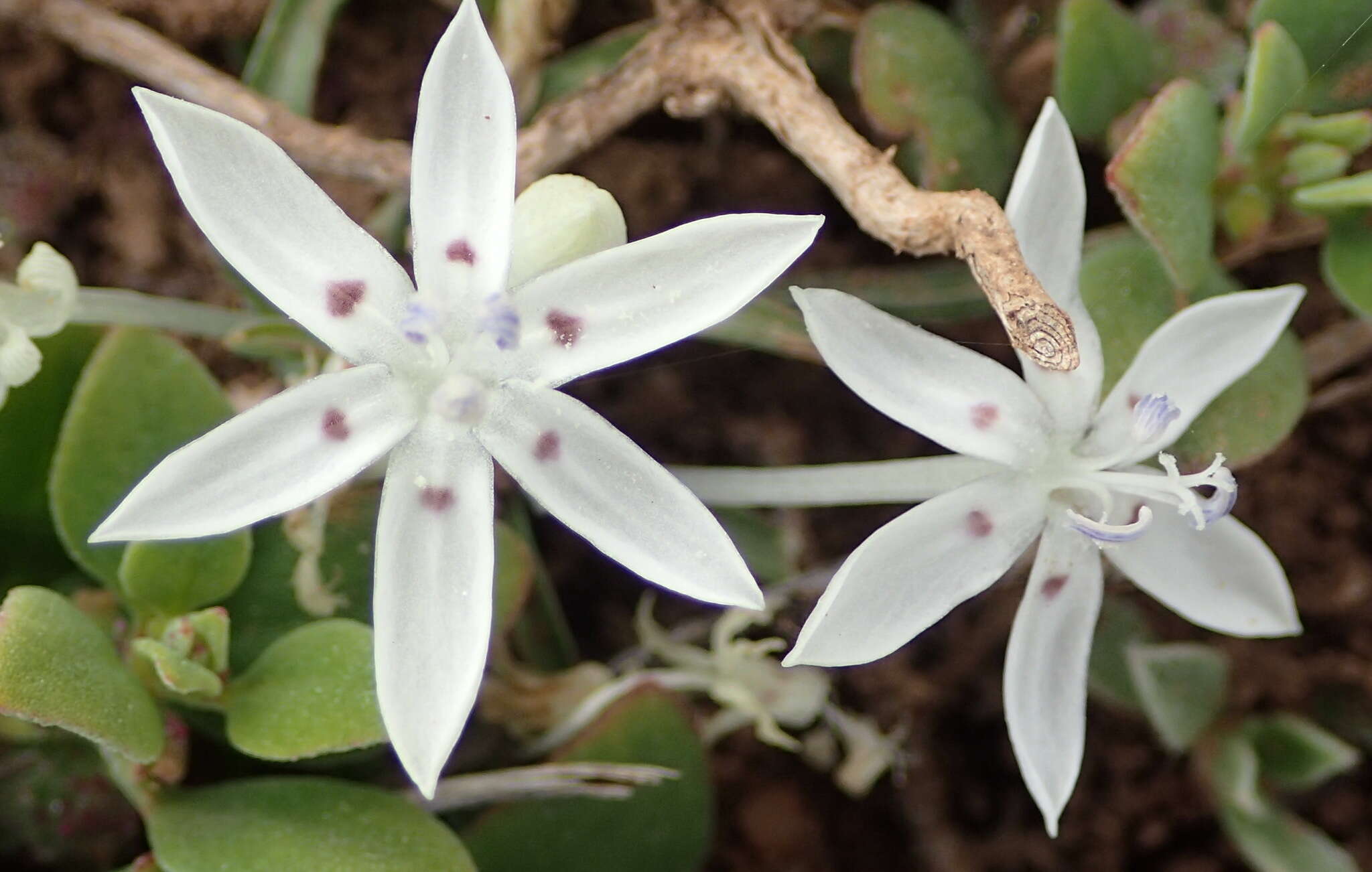 Image of Lapeirousia plicata (Jacq.) Diels